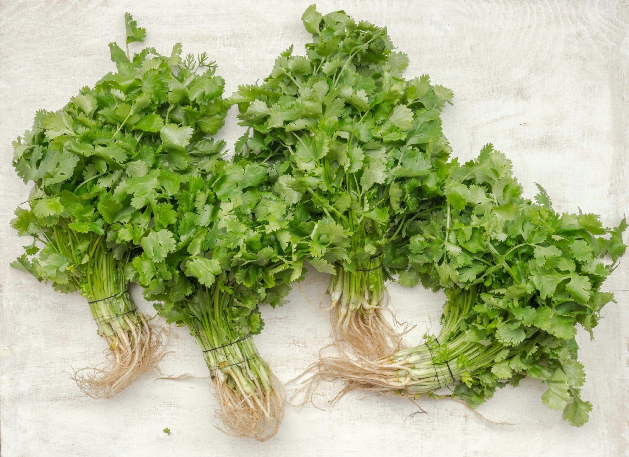 Herbes fraîches